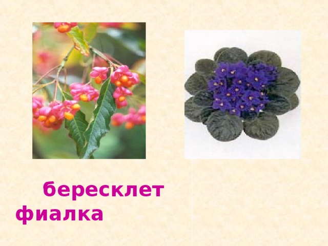 бересклет фиалка 