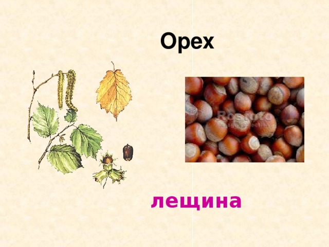  Орех лещина 