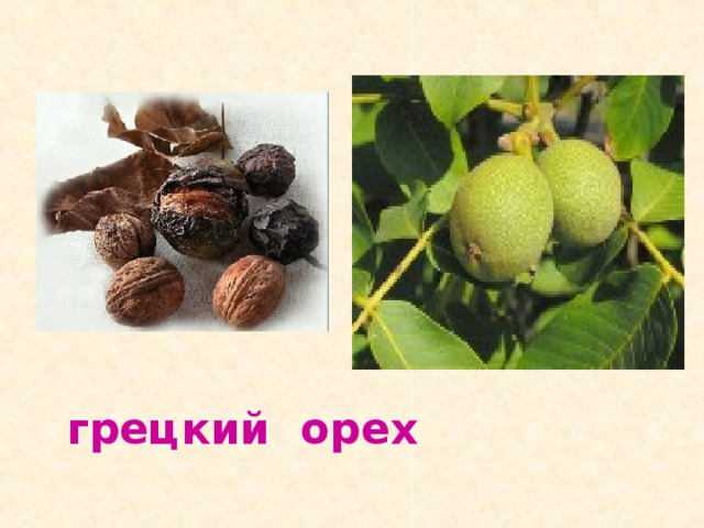 грецкий орех 