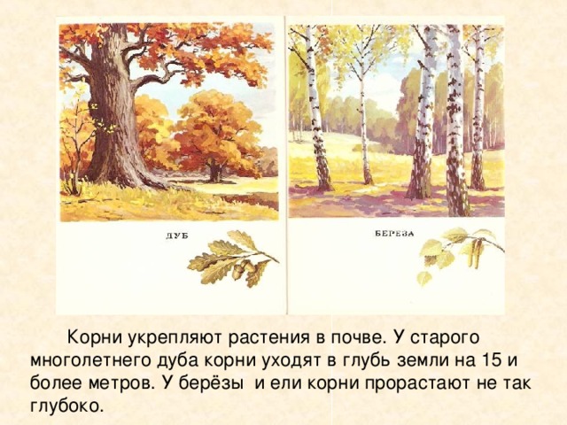  Корни укрепляют растения в почве. У старого многолетнего дуба корни уходят в глубь земли на 15 и более метров. У берёзы и ели корни прорастают не так глубоко. 