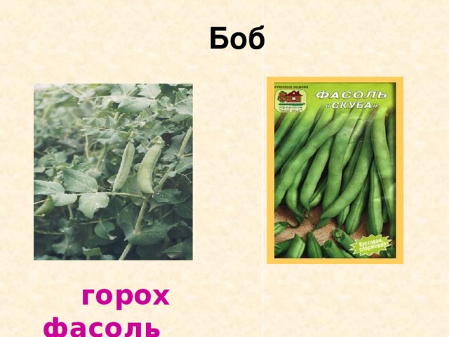  Боб  горох фасоль 