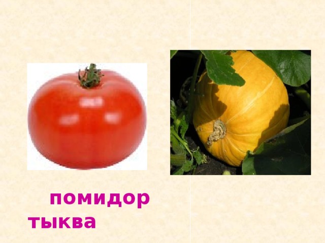  помидор тыква 
