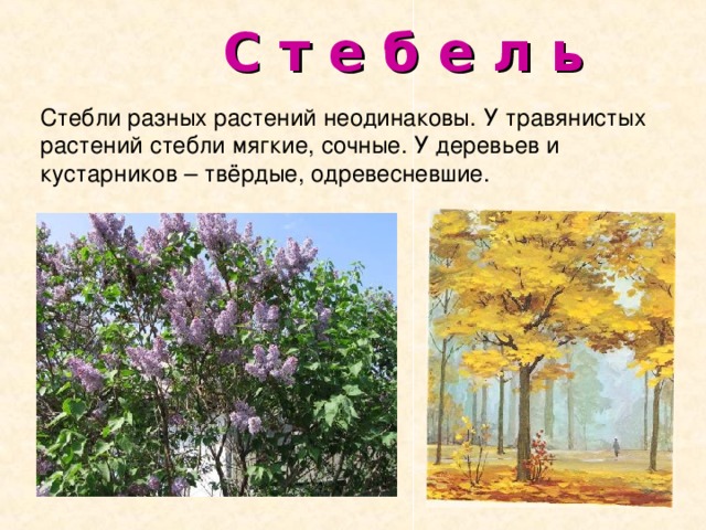  С т е б е л ь  Стебли разных растений неодинаковы. У травянистых растений стебли мягкие, сочные. У деревьев и кустарников – твёрдые , одревесневшие. 