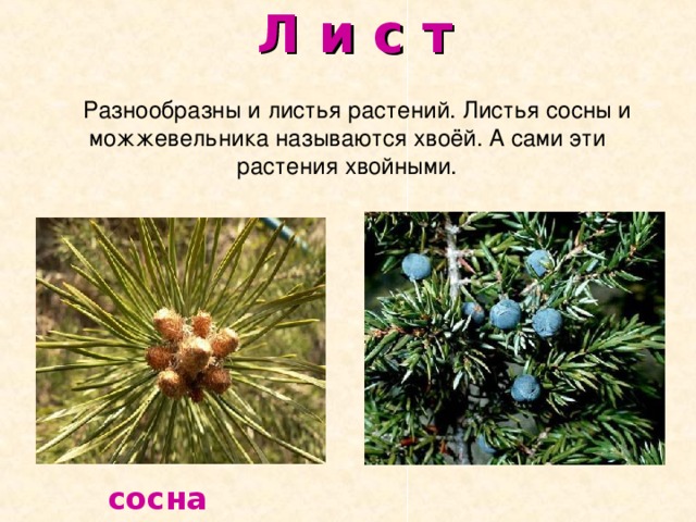 Л и с т  Разнообразны и листья растений. Листья сосны и можжевельника называются хвоёй. А сами эти растения хвойными.  сосна  можжевельник 