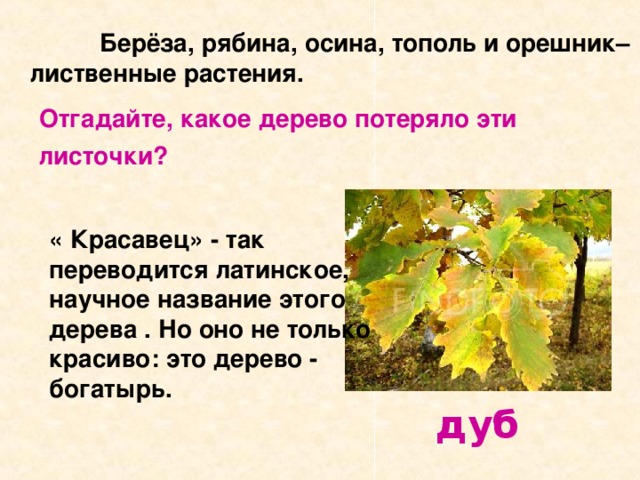  Берёза, рябина, осина, тополь и орешник– лиственные растения. Отгадайте, какое дерево потеряло эти листочки?  « Красавец» - так переводится латинское , научное название этого дерева . Но оно не только красиво: это дерево - богатырь.  дуб 