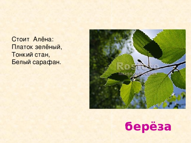 Стоит Алёна: Платок зелёный , Тонкий стан, Белый сарафан.  берёза 