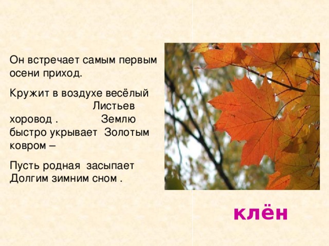 Он встречает самым первым осени приход. Кружит в воздухе весёлый Листьев хоровод . Землю быстро укрывает Золотым ковром – Пусть родная засыпает Долгим зимним сном . клён 