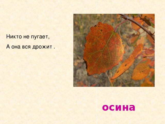 Никто не пугает, А она вся дрожит .  осина 