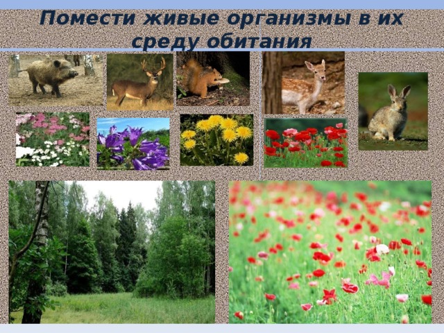 Помести живые организмы в их среду обитания  