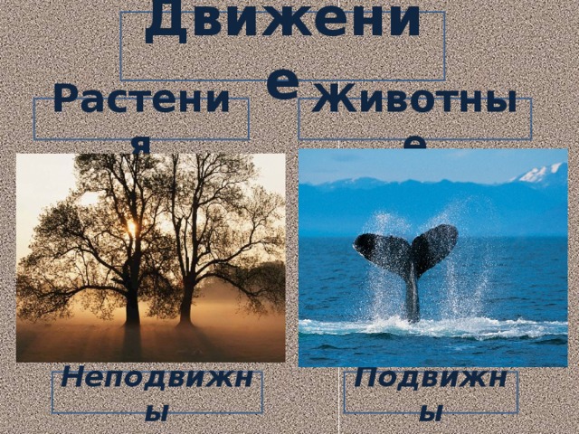 Движение Растения Животные Неподвижны Подвижны 