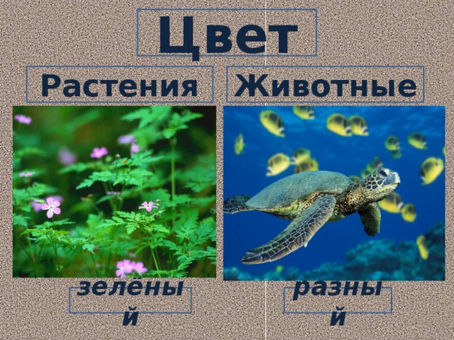 Цвет Растения Животные разный зелёный 