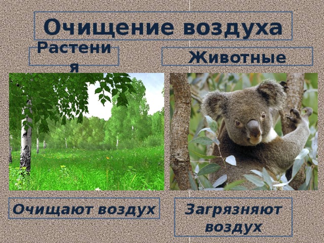 Очищение воздуха Растения Животные Очищают воздух Загрязняют воздух 