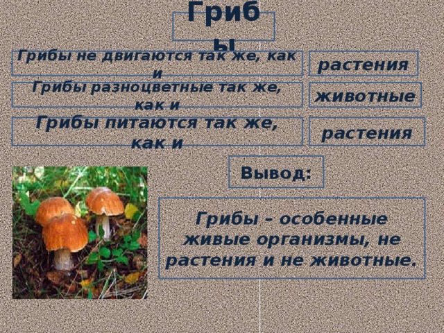 Грибы растения Грибы не двигаются так же, как и Грибы разноцветные так же, как и животные растения Грибы питаются так же, как и Вывод: Грибы – особенные живые организмы, не растения и не животные. 