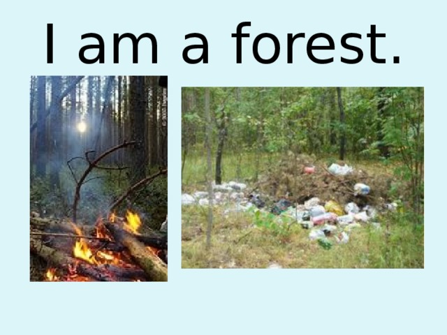 I am a forest. 