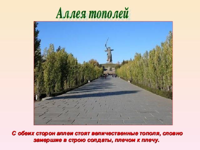 С обеих сторон аллеи стоят величественные тополя, словно замершие в строю солдаты, плечом к плечу. 