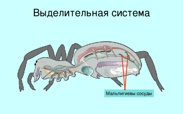 Выделительная система Роль органов выделения паукообразных выполняют мальпигиевы сосуды. Они представляют собой слепо замкнутые с одной стороны выросты, впадающие в пищеварительную систему на границе средней и задней кишки. Из крови в мальпигиевы сосуды проникают продукты обмена, а из них в кишечник поступают кристаллики гуанина. В отличие от жидких продуктов выделения ракообразных, гуанин полностью обезвожен. Таким образом, продукты выделения паукообразных твердые. Это существенно экономит воду в организме, что очень важно для обитающих на суше животных. Мальпигиевы сосуды  