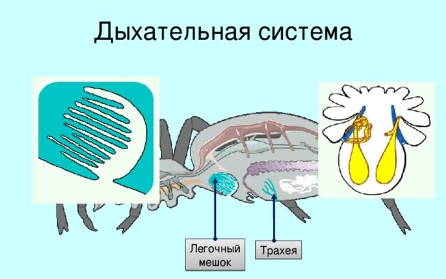 Дыхательная система Дыхательная система паука-крестовика представлена лёгочными мешками и трахеями. Расположенные в основании брюшка парные лёгочные мешки представляют собой округлые камеры, открывающиеся самостоятельными отверстиями на его нижней стороне.  На одной из их стенок образуются многочисленные листовидные складочки, лежащие друг над другом наподобие листов книги. Это увеличивает площадь газообмена. В них развита густая сеть капилляров.  Из попадающего в лёгочные мешки воздуха кислород проникает в кровь и разносится по всему телу.  По своему происхождению, лёгочные мешки пауков являются видоизмененными брюшными конечностями. Два пучка трахей находятся у вершины брюшка. Они представляют собой длинные трубки, которые образовались в результате впячивания части покровов внутрь тела. С внешней средой трахеи сообщаются общим непарным отверстием. Легочный  мешок Трахея  
