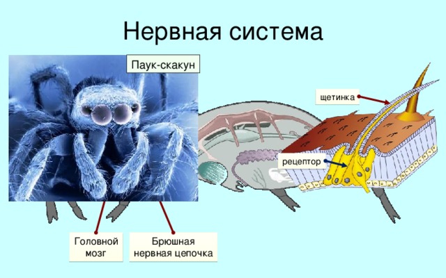 Нервная система Паук-скакун Нервы щетинка рецептор Нервная система паукообразных очень похожа на нервную систему рака. Однако надглоточный и подглоточный нервные узлы у паукообразных сливаются, образуя так называемый головной мозг. От него отходят нервы к ротовым придаткам и органам чувств. Органы чувств паукообразных развиты довольно слабо. У паукообразных есть несколько пар простых глаз: у пауков их четыре, у скорпионов – до шести. У паука-скакуна средняя пара глаз очень крупная. Это позволяет ему не только заметить движение, но и точно оценить расстояние до добычи. Очень хорошо развито осязание. У пауков по всему телу разбросаны многочисленные осязательные волоски.  Кроме этого, на лапках имеются органы химического и сейсмического чувства. Отходящая от головного мозга брюшная нервная цепочка снабжает нервами конечности и внутренние органы. Головной  мозг Брюшная  нервная цепочка 17 
