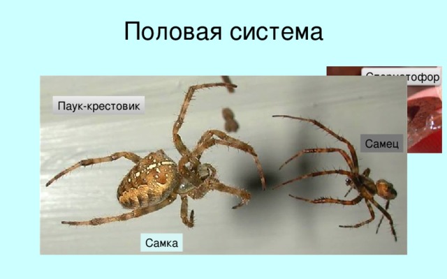 Половая система Сперматофор Паук-крестовик Самец Все паукообразные – раздельнополые животные, размножающиеся половым путем. Оплодотворение внутреннее.  В период размножения самцы некоторых видов, встретившись с самкой, оставляют перед ней сперматофор – мешочек с семенной жидкостью. После этого самка самостоятельно забирает ее и помещает в свои половые протоки. У паукообразных передаче сперматофора предшествует сложный процесс ухаживания. Самец исполняет перед самкой своеобразный брачный танец. Интересно, что у разных видов набор и характер движений в танце различен. Это позволяет самкам безошибочно определять самцов своего вида.  В некоторых случаях самка может съесть более мелкого самца, получив в результате необходимую для развития яиц пищу. Половой  проток Половая  железа Самка 18 