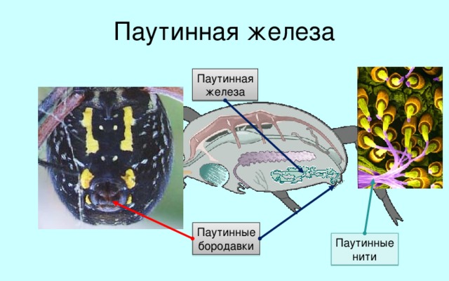 Паутинная железа Паутинная  железа В брюшке пауков находятся паутинные железы. Протоки их открываются наружу в паутинных бородавках, расположенных на конце брюшка. Паутинных бородавок имеется четыре, это две пары видоизмененных брюшных конечностей. Из них паук выделяет жидкость, быстро застывающую в паутинные нити. Паутинные  бородавки Паутинные  нити  