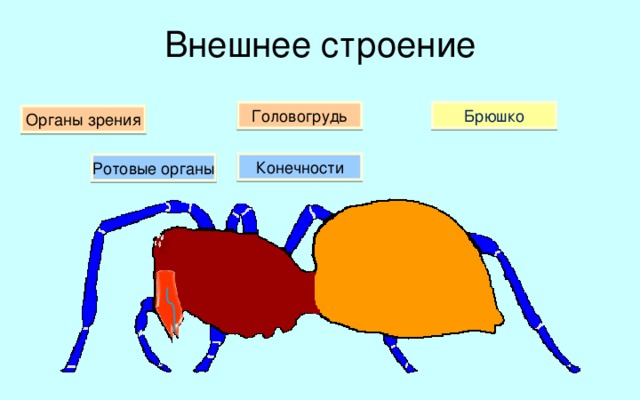 Внешнее строение Брюшко Головогрудь Органы зрения Конечности Ротовые органы Облик и даже строение тела паукообразных довольно разнообразны. В большинстве случаев, однако, эти животные имеют роднящие их друг с другом черты строения. Среди этих черт нужно упомянуть полное отсутствие усиков. Также, как и у ракообразных, тело паукообразных состоит из двух отделов: головогруди и брюшка. На верхней стороне головогруди спереди расположены органы зрения – 8 простых глаз. Конечности. От головогруди снизу отходят 8 ходильных ног. Спереди от ног заметны ротовые органы: первая пара – челюсти, вторая пара – ногошупальца. На ногощупальцах имеются чувствительные волоски, входящие в состав органов осязания. 9 