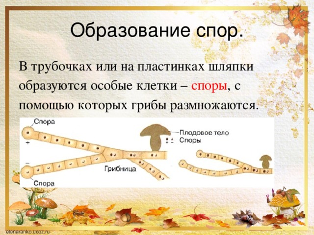 Образование спор. В трубочках или на пластинках шляпки образуются особые клетки – споры , с помощью которых грибы размножаются. 