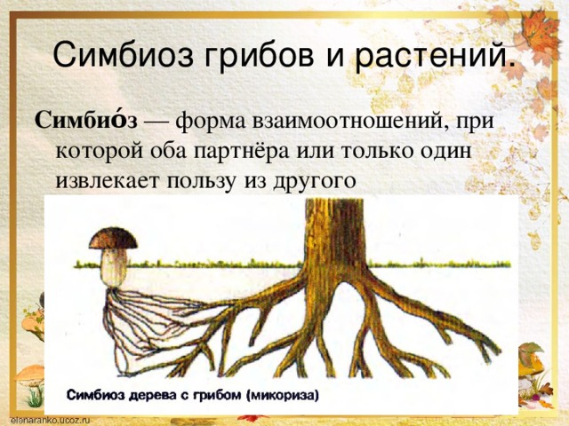 Симбиоз грибов и растений. Симбио́з  — форма взаимоотношений, при которой оба партнёра или только один извлекает пользу из другого 