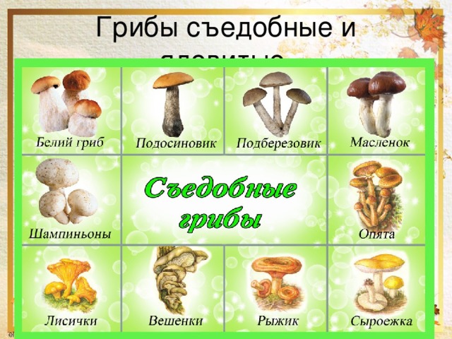 Грибы съедобные и ядовитые. 