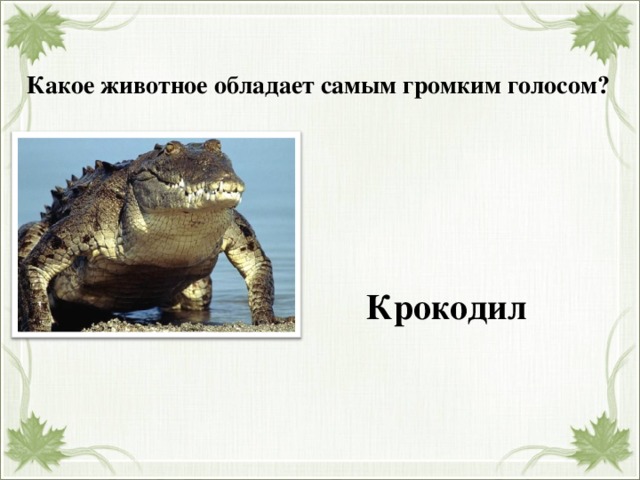 Какое животное обладает самым громким голосом? Крокодил 