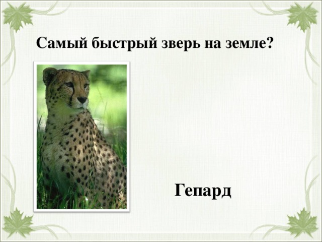 Самый быстрый зверь на земле? Гепард 