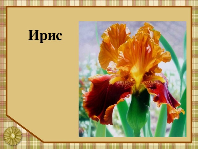 Ирис 