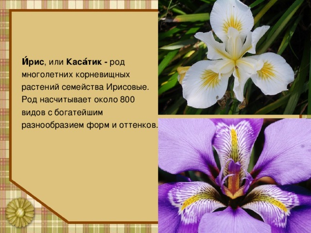 И́рис , или Каса́тик - род многолетних корневищных растений семейства Ирисовые. Род насчитывает около 800 видов с богатейшим разнообразием форм и оттенков. 