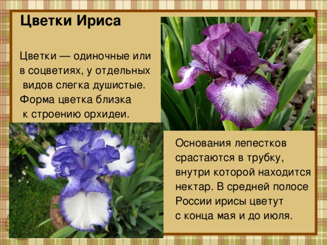 Цветки Ириса Цветки — одиночные или в соцветиях, у отдельных  видов слегка душистые. Форма цветка близка  к строению орхидеи.  Основания лепестков  срастаются в трубку,  внутри которой находится  нектар. В средней полосе  России ирисы цветут  с конца мая и до июля. 