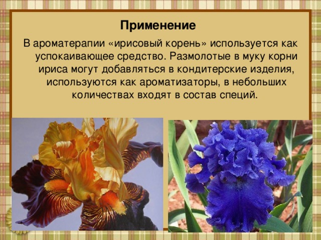 Применение  В ароматерапии «ирисовый корень» используется как успокаивающее средство. Размолотые в муку корни ириса могут добавляться в кондитерские изделия, используются как ароматизаторы, в небольших количествах входят в состав специй. 