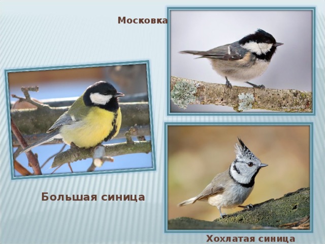 Московка Большая синица Хохлатая синица 