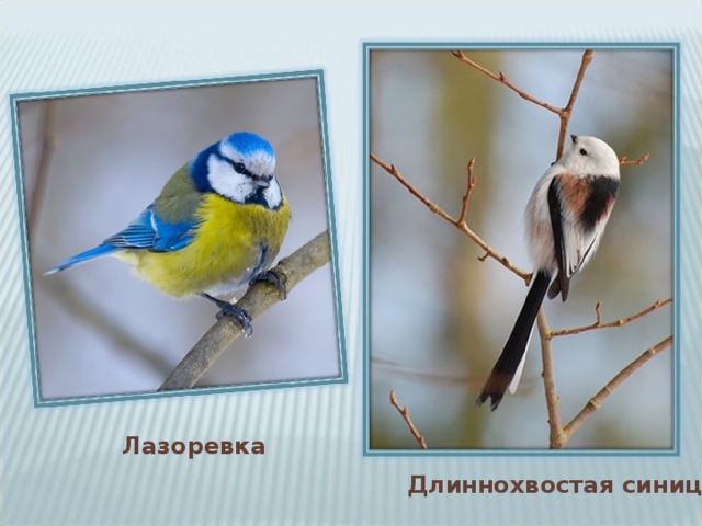 Лазоревка  Длиннохвостая синица 