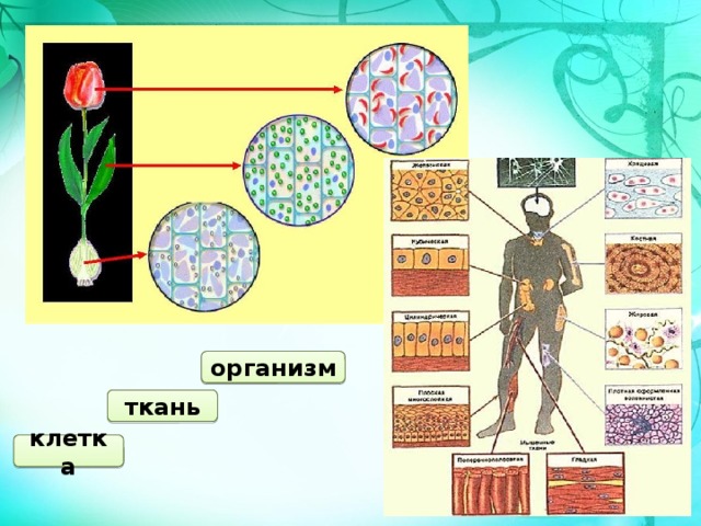 организм ткань клетка 