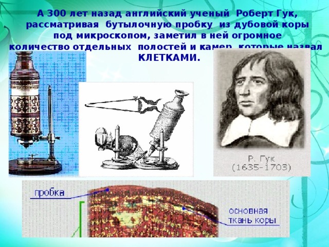 А 300 лет назад английский ученый Роберт Гук, рассматривая бутылочную пробку из дубовой коры под микроскопом, заметил в ней огромное количество отдельных полостей и камер, которые назвал   КЛЕТКАМИ. 