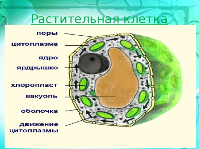 Растительная клетка 