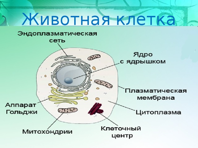 Животная клетка 
