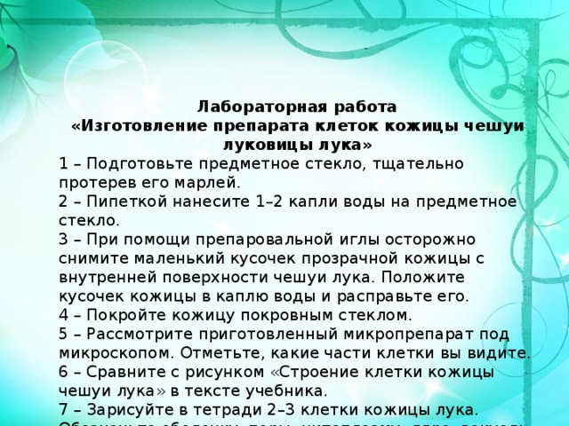     Лабораторная работа  «Изготовление препарата клеток кожицы чешуи луковицы лука» 1 – Подготовьте предметное стекло, тщательно протерев его марлей. 2 – Пипеткой нанесите 1–2 капли воды на предметное стекло. 3 – При помощи препаровальной иглы осторожно снимите маленький кусочек прозрачной кожицы с внутренней поверхности чешуи лука. Положите кусочек кожицы в каплю воды и расправьте его. 4 – Покройте кожицу покровным стеклом. 5 – Рассмотрите приготовленный микропрепарат под микроскопом. Отметьте, какие части клетки вы видите. 6 – Сравните с рисунком «Строение клетки кожицы чешуи лука» в тексте учебника. 7 – Зарисуйте в тетради 2–3 клетки кожицы лука. Обозначьте оболочку, поры, цитоплазму, ядро, вакуоль с клеточным соком.  