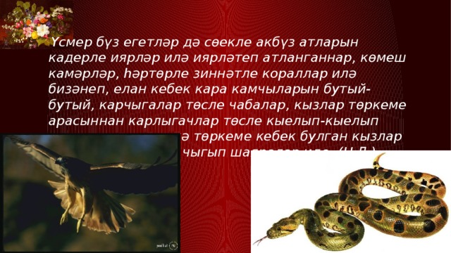  Үсмер бүз егетләр дә сөекле акбүз атларын кадерле иярләр илә иярләтеп атланганнар, көмеш камәрләр, һәртөрле зиннәтле кораллар илә бизәнеп, елан кебек кара камчыларын бутый-бутый, карчыгалар төсле чабалар, кызлар төркеме арасыннан карлыгачлар төсле кыелып-кыелып үтеп китәләр, чәчкә төркеме кебек булган кызлар арасын ярып-ярып чыгып шаяралар иде. (Н.Д.) 