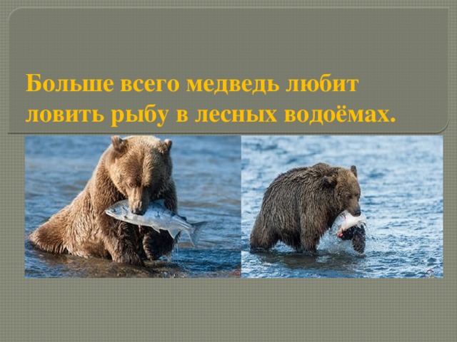 Больше всего медведь любит ловить рыбу в лесных водоёмах.