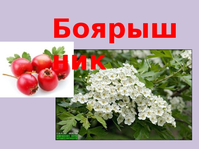 Боярышник 