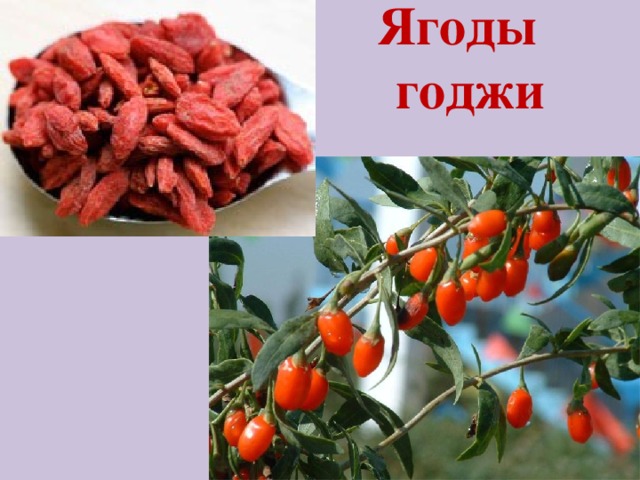 Ягоды годжи 