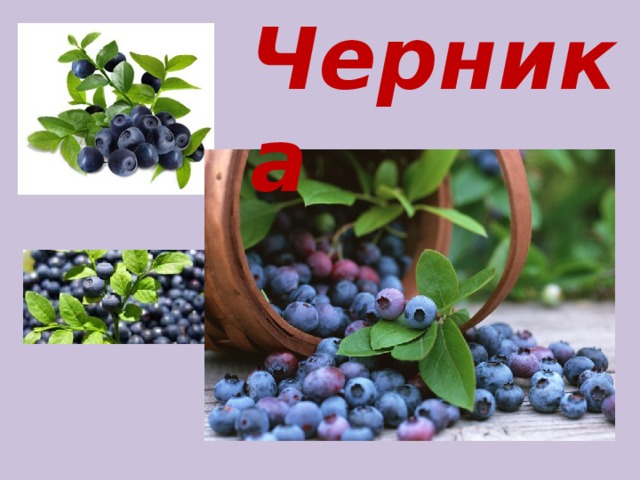 Черника 