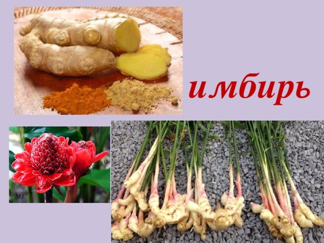 имбирь 