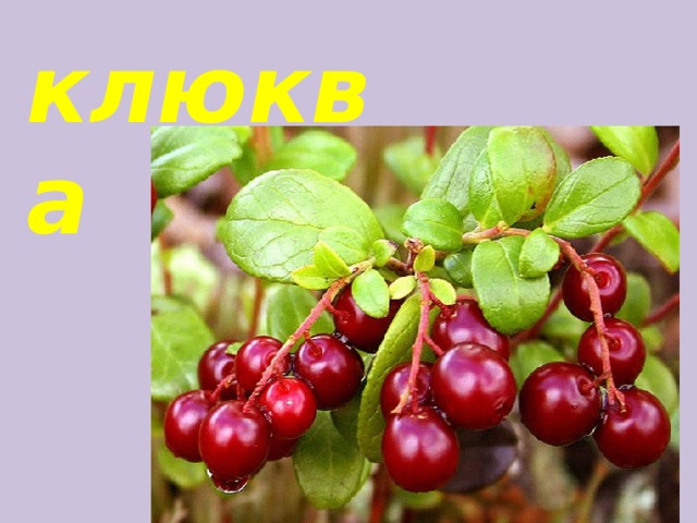 клюква 