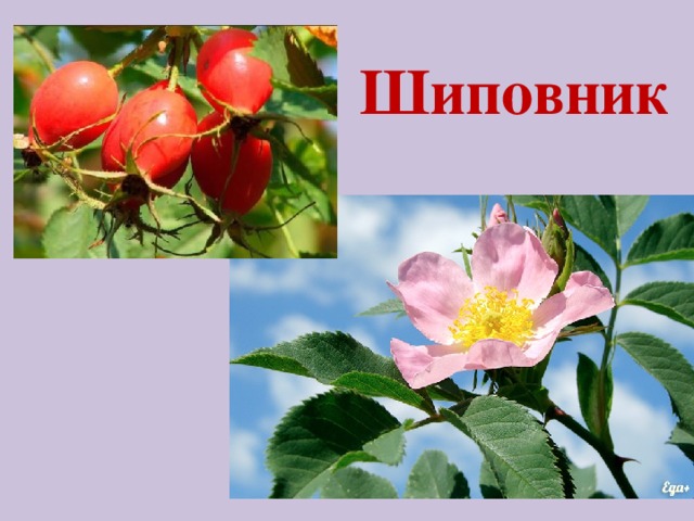 Шиповник 