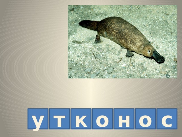 т к о н о с у 